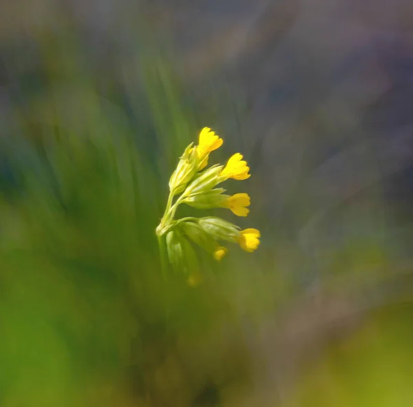 Primula vulgaris, a prímula comum, em fundo bokeh verde — Fotografia de Stock