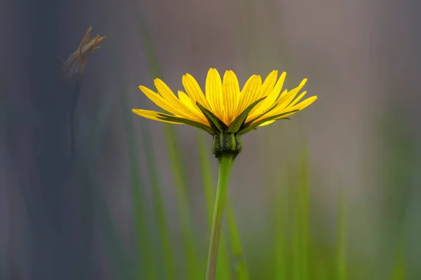 Common or tansy ragwort, stinking willie, benweed, staggerwort, cankerwort, stammerwort flower — Foto Stock