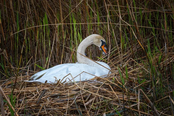 Mute swan brooding its nest by springtime — Stock Photo, Image