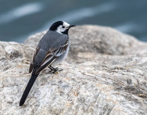 White wagtail, motacilla alba, standing on a rock next to the lake, Geneva,Switzerland — Fotografia de Stock