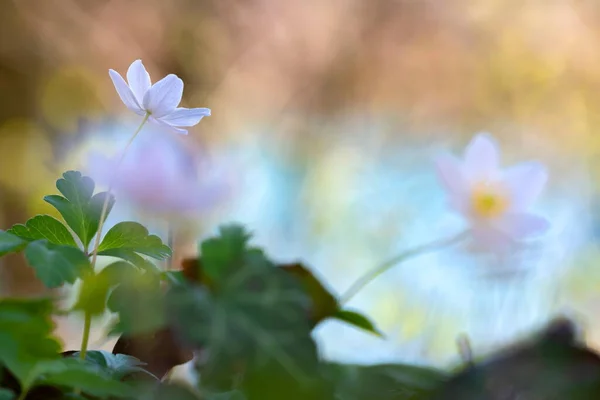 接近白色海葵或风花 — 图库照片