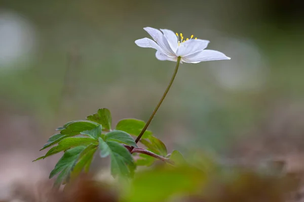 Gros plan sur anémone blanche ou fleur du vent — Photo