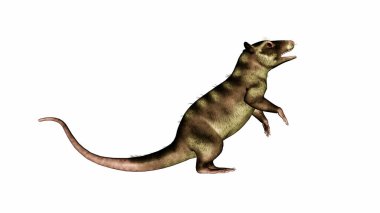 Purgatorius primatı ayakta dikiliyor - 3D görüntüleme