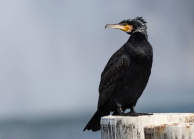 Büyük karabatak, Phalacrocorax karbonhidrat, bir pilonun üzerinde huzur içinde duruyor.