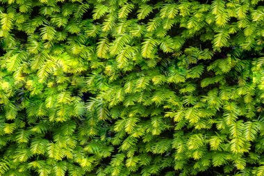 Taxus baccata evergereen hedge 'in kusursuz arka planı