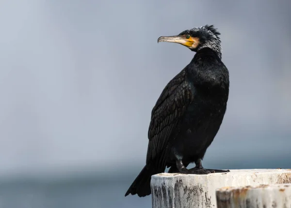 Great cormorant, Phalacrocorax carbo, standing peacefully on a pylon — Stock Photo, Image