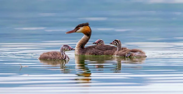 Hřebenatý grebe, podiceps cristatus, kachna a děti — Stock fotografie