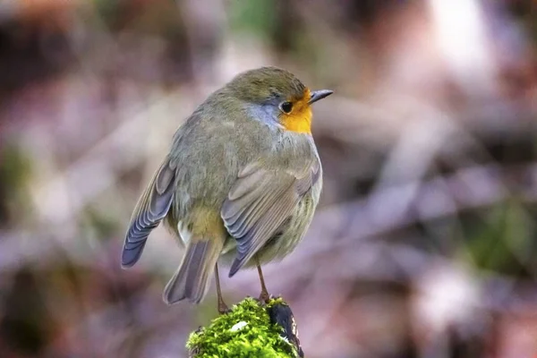 Европейская малиновка, Erithacus rubecula, или красная грудка малиновки, сидящая на ветке — стоковое фото