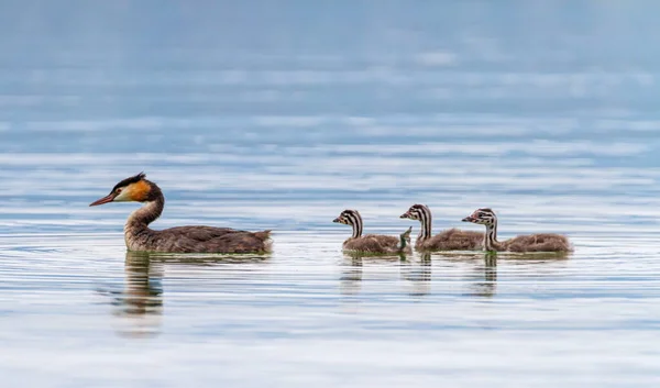 Grebe czubaty, podiceps cristatus, kaczka i niemowlęta — Zdjęcie stockowe