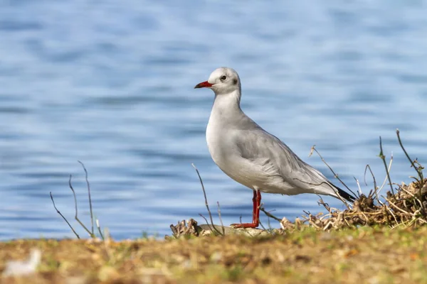 Black-headed gull, chroicocephalus ridibundus, on the ground — Stock Photo, Image