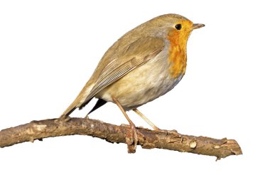 Avrupa bülbülü, Erithacus rubecula, ya da robin kırmızısı göğüs, beyaz arkaplanda bir dala tünemiş.