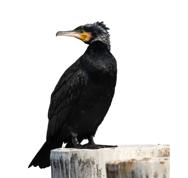Great cormorant, Phalacrocorax carbo, standing peacefully on a pylon in white background — Stock Photo, Image