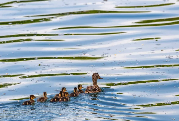 Pato real hembra, anas platyrhynchos y patitos — Foto de Stock