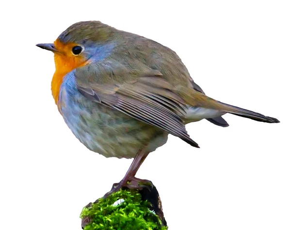 Evropský Robin, Erithacus rubecula, nebo Robin Redbreast, sedí na větvi v bílém pozadí — Stock fotografie