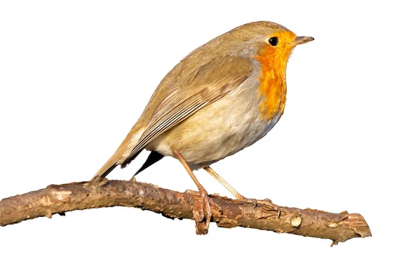 Robin europeo, Erithacus rubecula, o robin redbreast, encaramado en una rama en fondo blanco — Foto de Stock