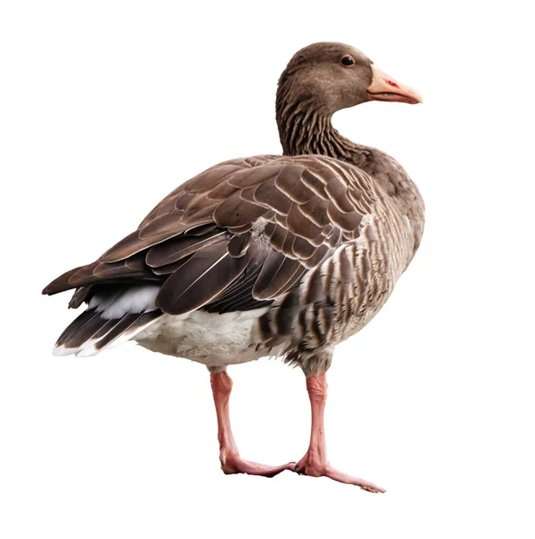 Greylag gås, Anser Anser, står och tittar åt sidan — Stockfoto