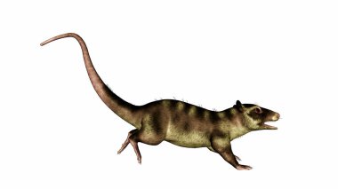 Purgatorius primatının kuyruğu yukarı doğru koşuyor - 3D görüntüleme