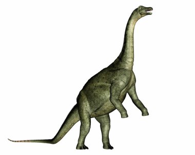 Saltasaurus dinozoru yükseliyor ve kükrüyor - 3 boyutlu görüntüleme