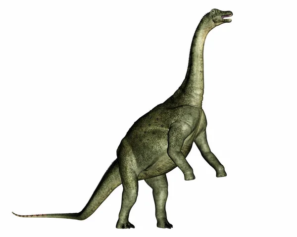 Saltasaurus dinozoru yükseliyor ve kükrüyor - 3 boyutlu görüntüleme — Stok fotoğraf