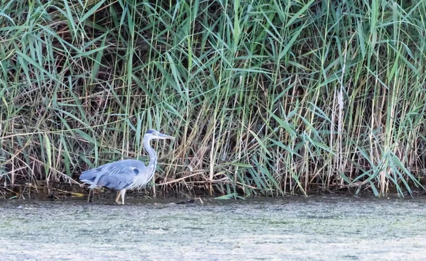 Grey Heron Ardea Cinerea Water Front Green Reeds Day — Stock Photo, Image