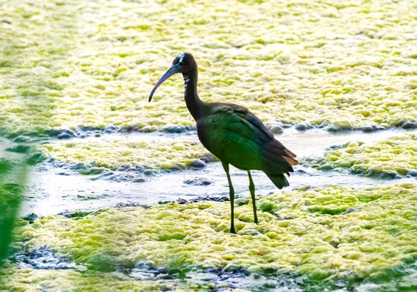 Single Black Glossy Ibis Plegadis Falcinellus Bird Standing Dry Pond — Stockfoto