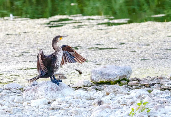 Женщина Баклан Phalacrocorax Auritus Мирно Стоя Камне Влажном Пруду — стоковое фото