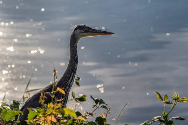 Серая Цапля Ardea Cinerea Портрет Растения Перед Водой — стоковое фото