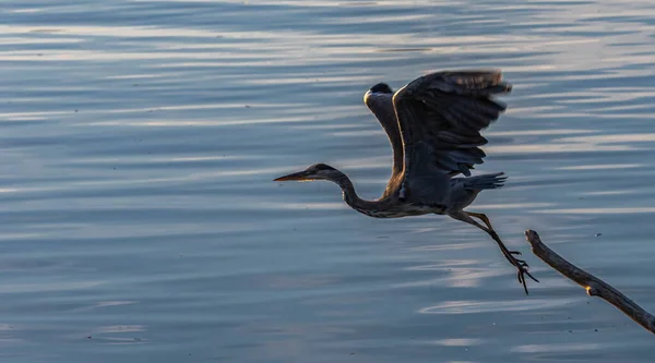 Grey Heron Ardea Cinerea Flying Trunk Water — Stockfoto