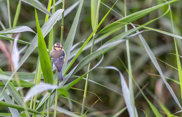 Eurasian Blue Tit Cyanistes Caeruleus Bird Standing Branch — Stock Fotó