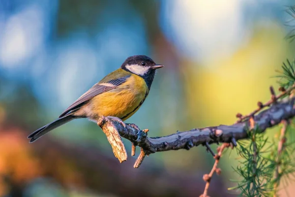 Great Tit Parus Major Passerine Bird Standing Branch Day — Fotografia de Stock