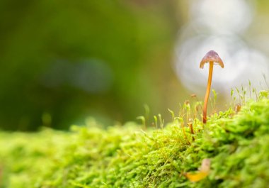 Bokeh arka planında, ormandaki bir ağaç gövdesinde tek bir mantar.