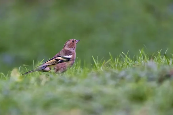 Vrouwtjes Fringilla Vogels Het Groene Gras — Stockfoto