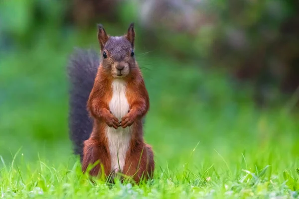 Singel Röd Ekorre Sciurus Vulgaris Står Det Gröna Gräset Och — Stockfoto