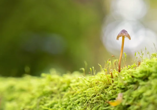 Einzelner Pilz Auf Einem Baumstamm Wald Bokeh Hintergrund — Stockfoto