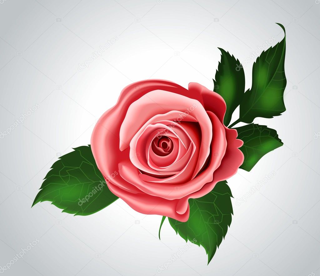 Pink rose on a gray background