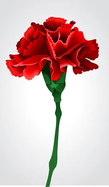 gri bir arka plan üzerinde kırmızı karanfil