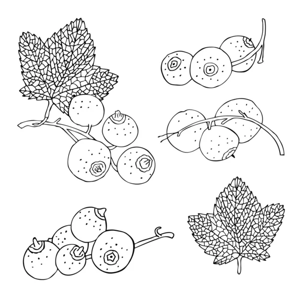Conjunto desenhado à mão de groselha — Vetor de Stock