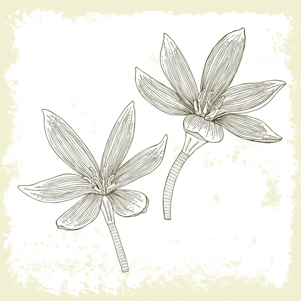 Set di fiori disegnati a mano — Vettoriale Stock
