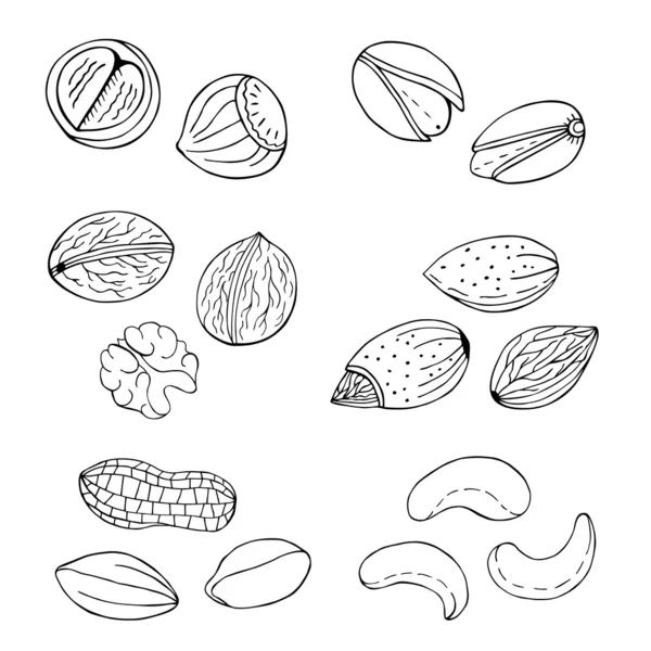 Nuts collection — Stock Vector