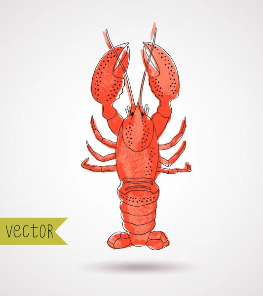 Lobster — Stock Vector