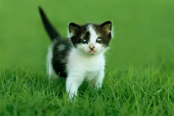 Açık havada doğal ışık altında küçük kedi yavrusu — Stok fotoğraf