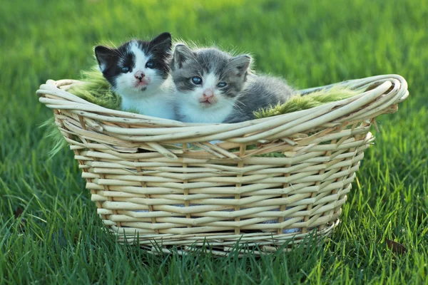 Kittens Buiten in natuurlijk licht — Stockfoto