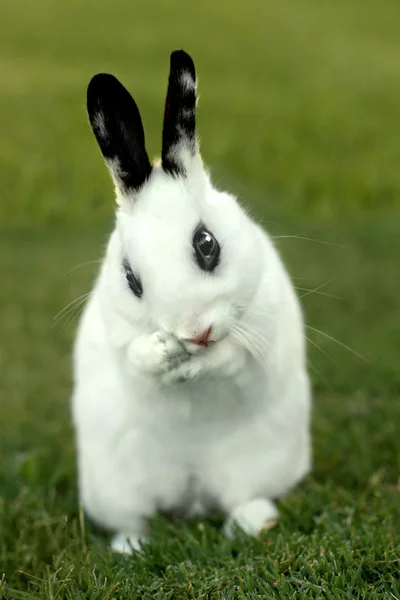 Conejo blanco al aire libre en la hierba — Foto de Stock