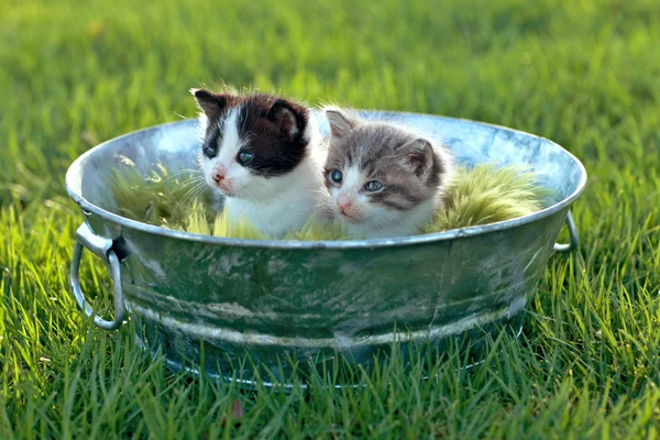 Gatitos al aire libre en luz natural — Foto de Stock