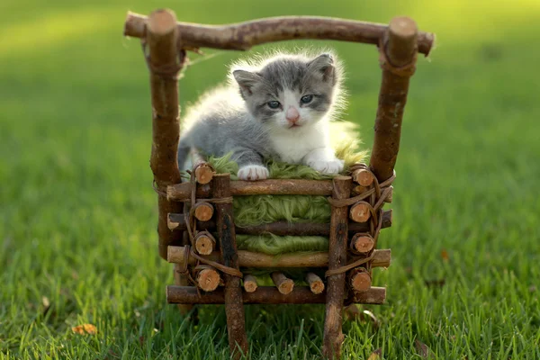 Baby-Kätzchen im Gras — Stockfoto