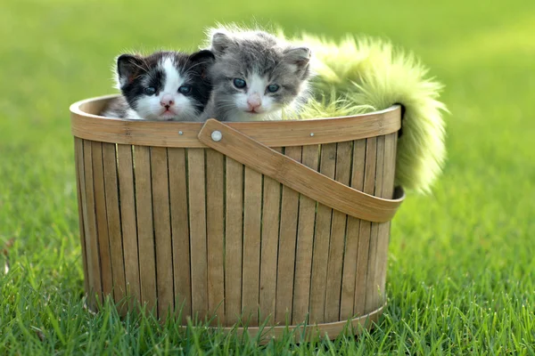 Kittens Buiten in natuurlijk licht — Stockfoto