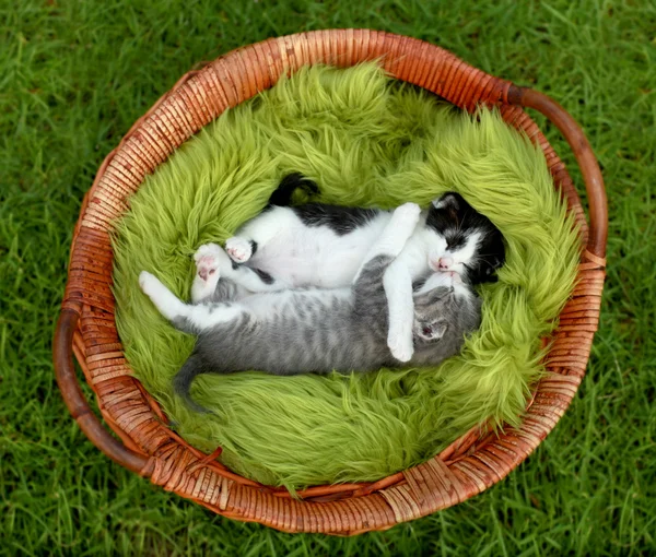 Kleine Kätzchen, die sich im Freien bei natürlichem Licht umarmen — Stockfoto