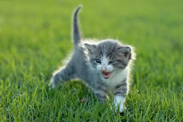 야외 잔디에서에서 아기 고양이 — 스톡 사진