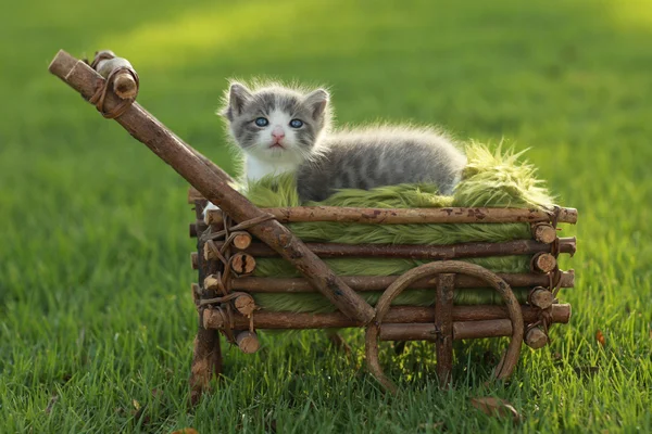Maleństwo kociak na zewnątrz w trawie — Zdjęcie stockowe