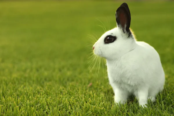 Conejo blanco al aire libre en la hierba — Foto de Stock